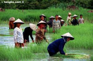 Rizière au Cambodge